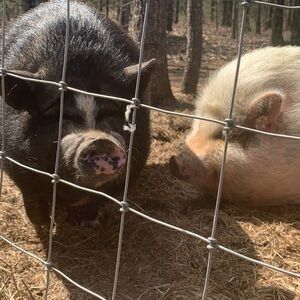 Meet your Posher, Lashae